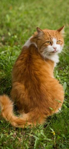 猫酷壁纸(最近很火的猫壁纸霸气)插图10