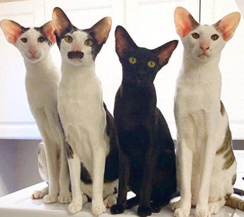 品种猫排名前十(猫品种排行靠前)插图14