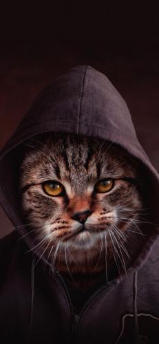 猫酷壁纸(最近很火的猫壁纸霸气)插图11
