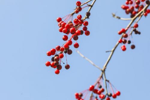 立春古诗大全(立春星斗趋卯位下一句)插图4