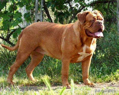 世界十大猛犬排名前十(世界十大猛犬排名榜前十名)插图13