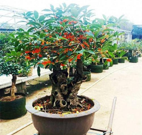 盆景桂花排名前十(哪里买桂花盆景最好)插图3