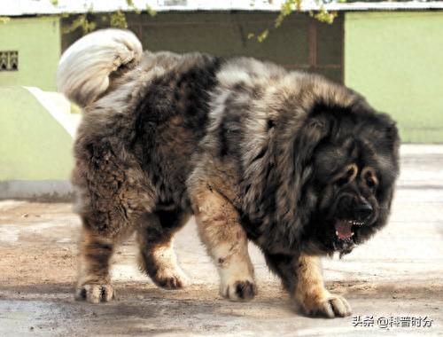 世界十大猛犬排名前十(世界十大猛犬排名榜前十名)插图15