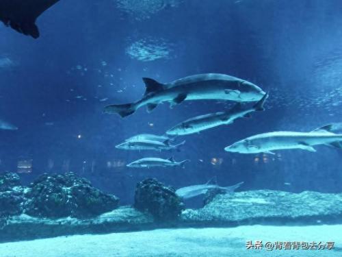 海洋旅游排名前十(十大海洋景点排名)插图7