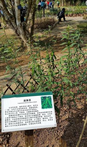 音乐跳舞草(花海跳舞音乐)插图