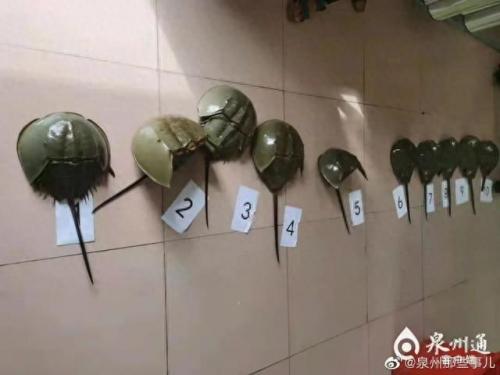 血奴事件(血奴案调查结果)插图24