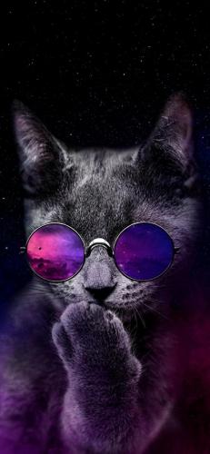 猫酷壁纸(最近很火的猫壁纸霸气)插图20