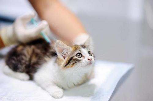 猫咪必备药膏排名前十(猫咪拉稀必备药)插图1