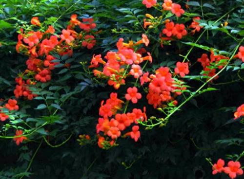 爬墙花卉排名前十(适合爬墙的花卉有哪些)插图2