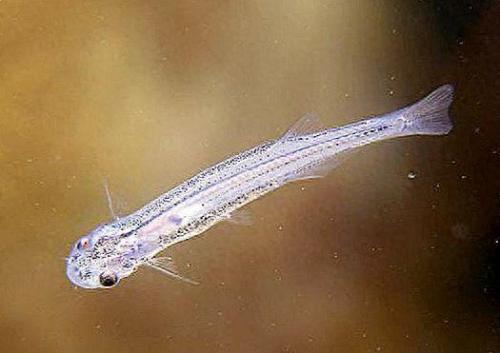 世界上最好的生物排名前十(世界上十大厉害的生物)插图2