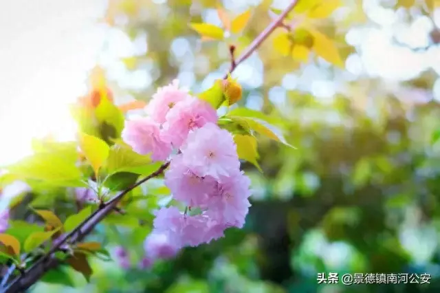 飞花轻寒李白(飞花轻寒古诗)插图5
