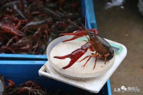绵竹餐饮排名前十(绵竹喜哆哆餐饮)插图14