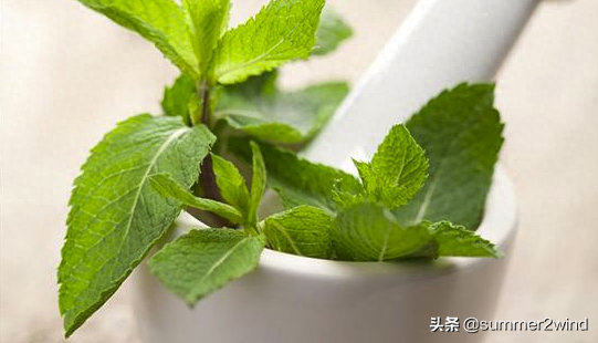 新西兰除味剂排名前十(除味最好方法是什么)插图2