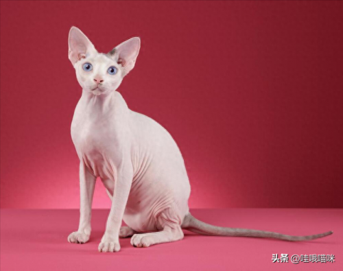 猫咪前十智商排名(猫咪智商最高的几个)插图4