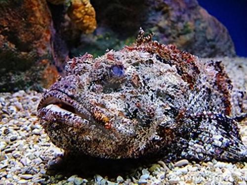 世上排名前十的有毒的生物(20大毒性最强的生物)插图1