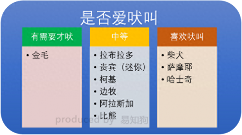 排名前十犬种(最好十种犬种)插图18