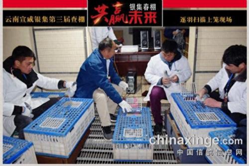 金亚赛鸽中心春棚(宣威金亚赛鸽中心春棚)插图7