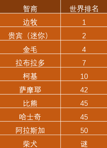 排名前十犬种(最好十种犬种)插图25
