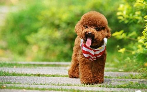 排名前十犬种(最好十种犬种)插图15
