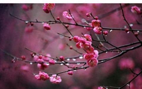 雨露文章网(免费的美文网)