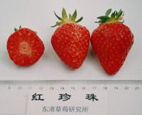 十大草莓排名前十图片(吃草莓的十大好处)插图17