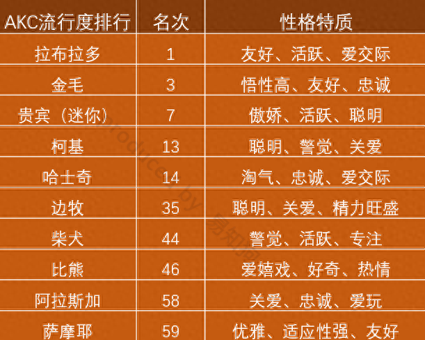 排名前十犬种(最好十种犬种)插图4