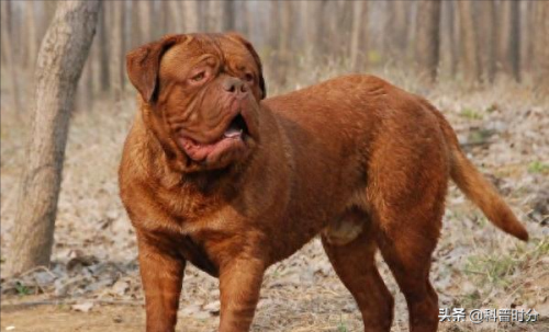 世界十大猛犬排名前十(世界十大猛犬排名榜前十名)插图23