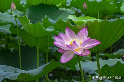 洪湖公园好玩吗(洪湖一日游攻略)插图2