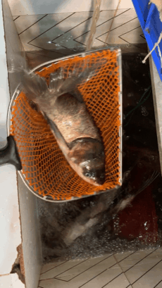 四川鲜鱼火锅加盟排名前十(成都蜀滋香鲜鱼火锅黄金路店)插图7