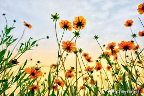学霸血型排名(记忆力最好血型)插图3