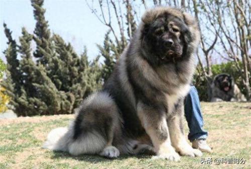 世界十大猛犬排名前十(世界十大猛犬排名榜前十名)插图17