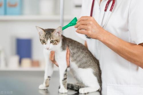 猫咪必备药膏排名前十(猫咪拉稀必备药)插图5