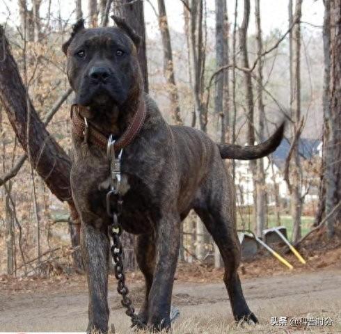 世界十大猛犬排名前十(世界十大猛犬排名榜前十名)插图5