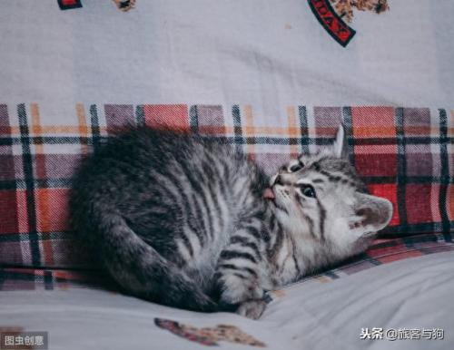 楚慈的腰是什么梗(楚慈到底喜欢韩越吗)插图2