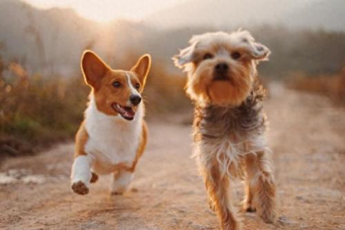 排名前十犬种(最好十种犬种)插图