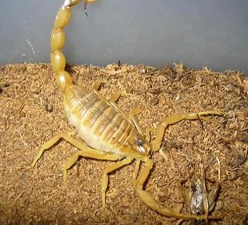 世上排名前十的有毒的生物(20大毒性最强的生物)插图