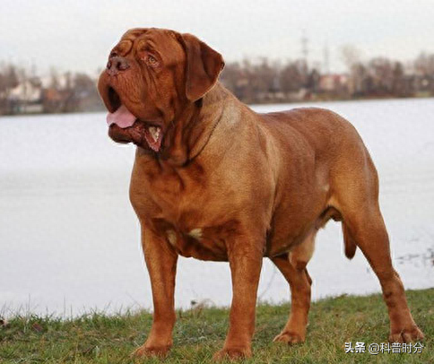世界十大猛犬排名前十(世界十大猛犬排名榜前十名)插图14