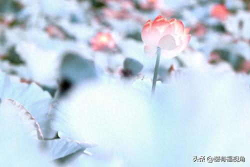 另类图库(49个图库app)插图11