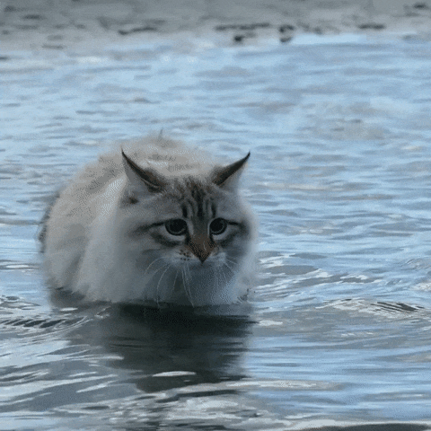 人民币上的猫(100元人民币后有猫)插图4