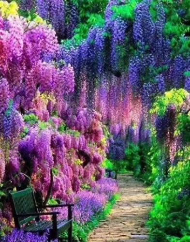 排名前十的名花(中国名花排名前50)插图28
