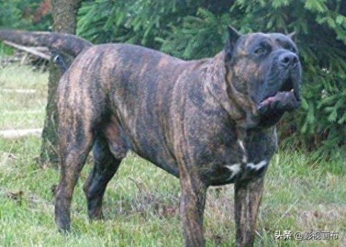 世界前五猎犬排名前十(世界三种猎犬排名前十)插图8