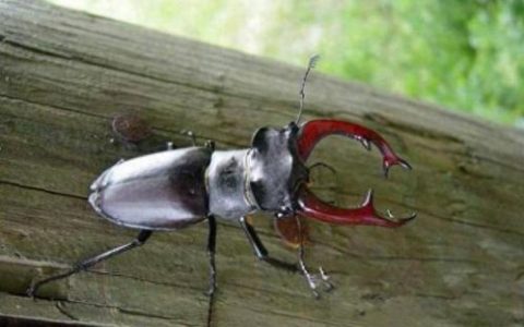 鹿角虫(鹿角虫vs大王虎甲)