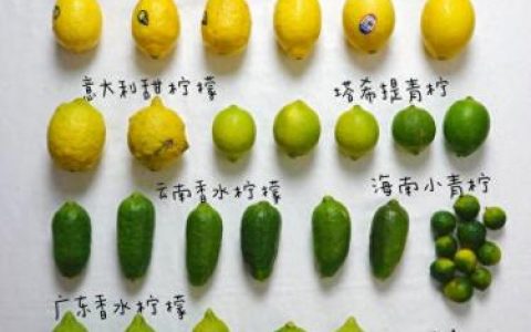柠檬香气排名前十(世界上哪种柠檬最香)