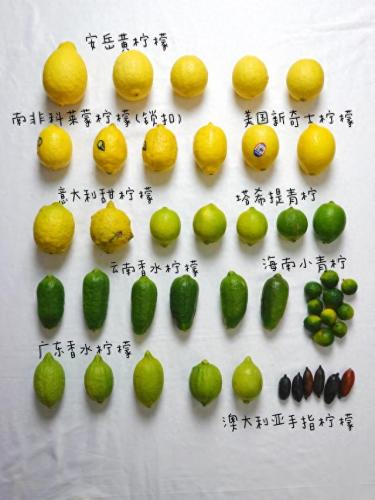 柠檬香气排名前十(世界上哪种柠檬最香)插图