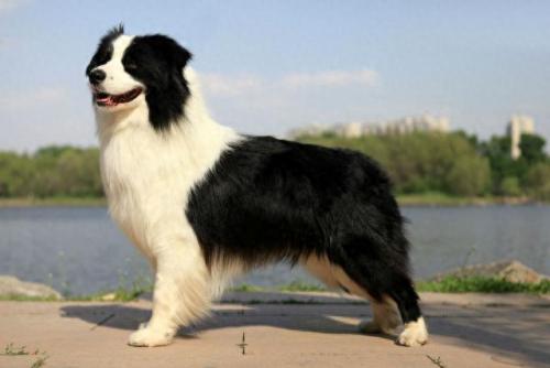 排名前十犬种(最好十种犬种)插图22