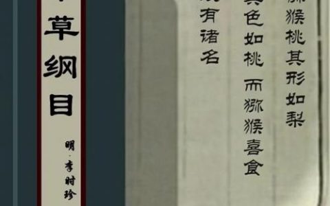 猕猴桃属于哪类水果(猕猴桃做酒最佳搭配水果)