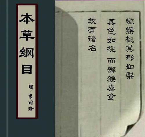 猕猴桃属于哪类水果(猕猴桃做酒最佳搭配水果)插图