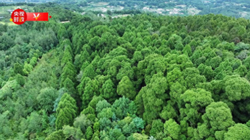 新守卫剑阁(守卫剑阁游戏对战平台)插图