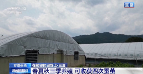 安徽养蚕人数排名前十(中国哪个省份养蚕最多)插图3