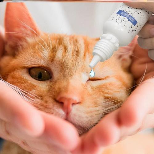猫咪必备药膏排名前十(猫咪拉稀必备药)插图7